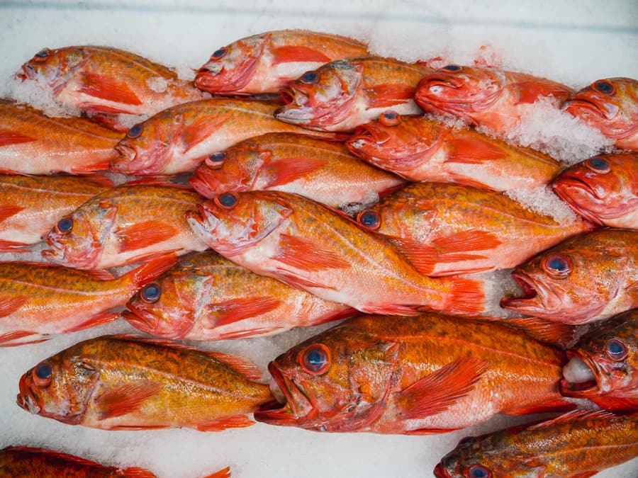 Scorfani rossi disposti sul ghiaccio del banco del pesce